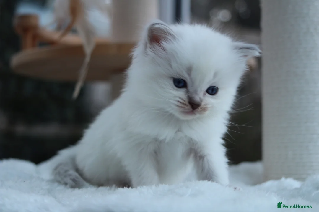 Ragdoll cats for sale: GCCF Lilac/Blue Outstanding Pedigree kittens - Advert 13