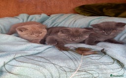 British Shorthair cats for sale: Super GCCF Registered Kittens - Image 13