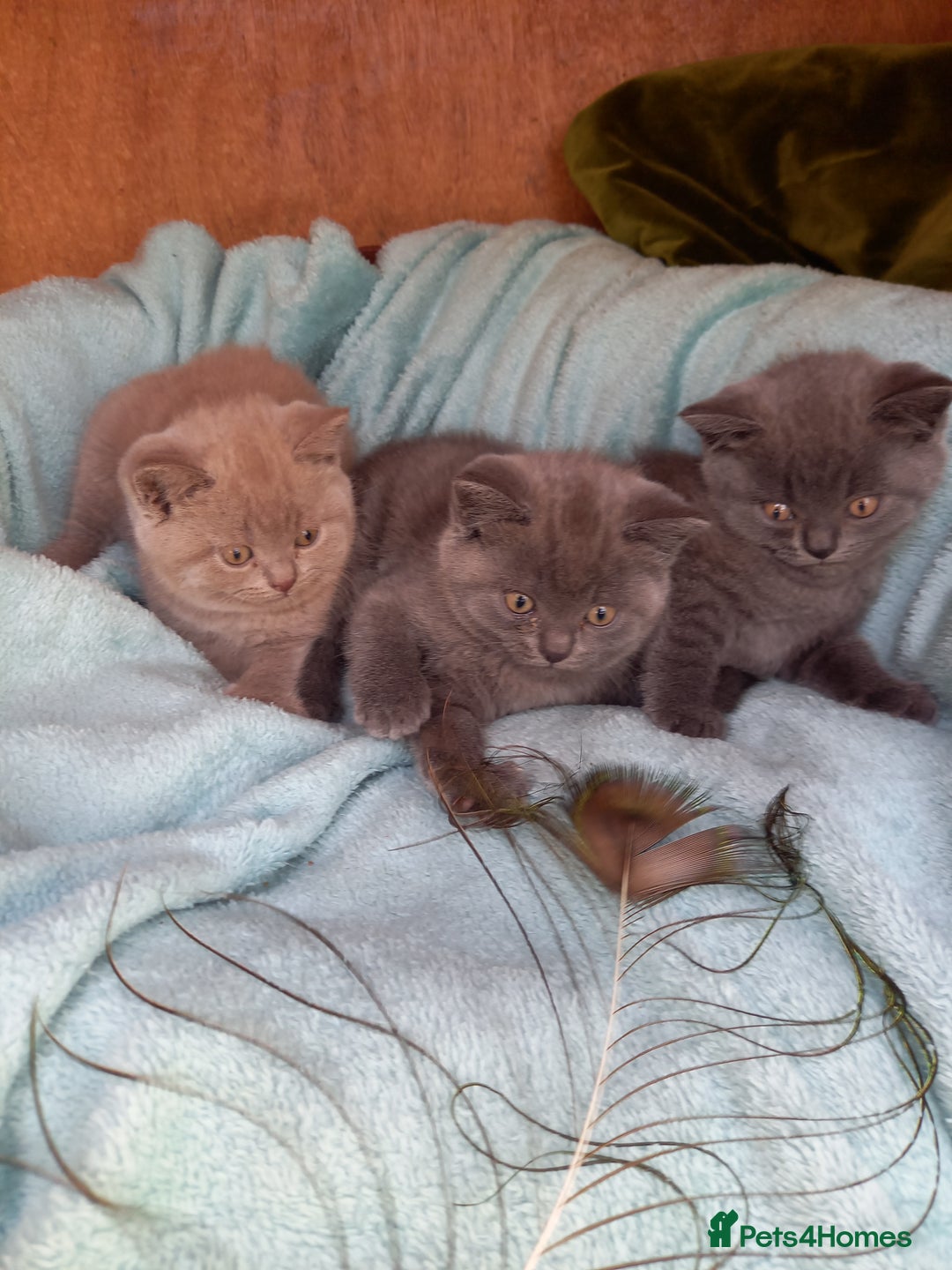 British Shorthair cats for sale: Super GCCF Registered Kittens - Image 13