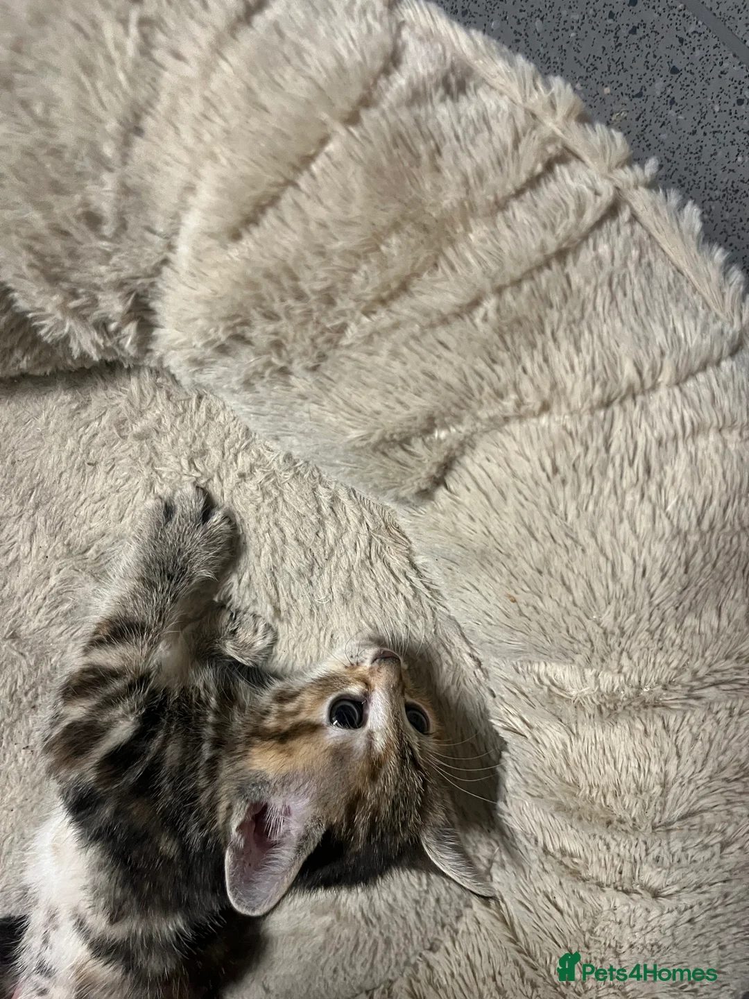 Mixed Breed cats for sale:  🐾 Stunning Mixed Tabby Kittens Available 🐾 - Advert 9