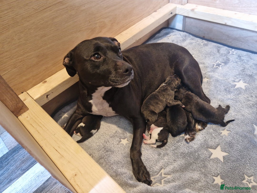 Staffordshire Bull Terrier dogs for sale: Staffordshire bull terrier puppies for sale  - Advert 4