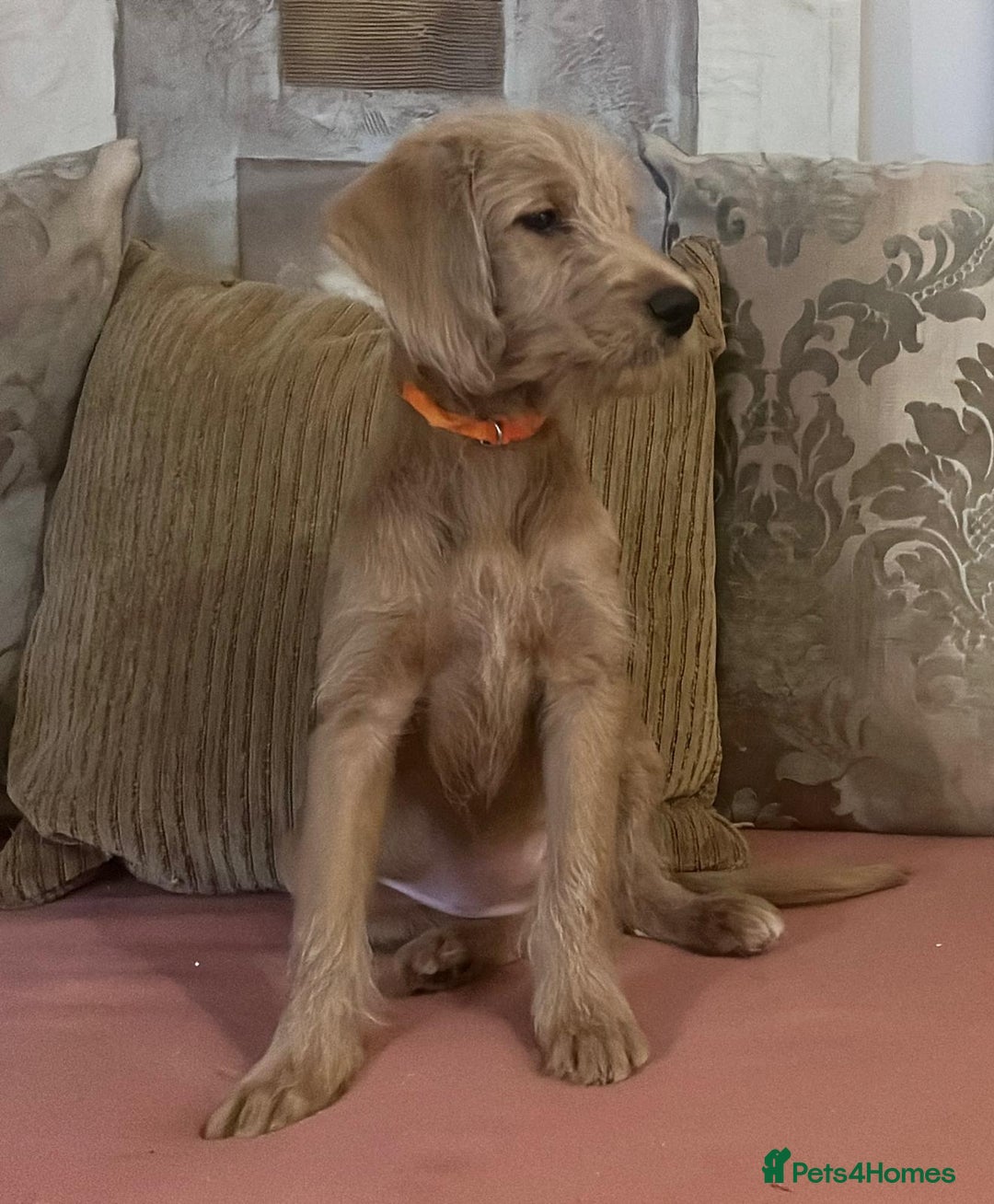 Labradoodle dogs for sale: Absolutely beautiful Labradoodles - Advert 11