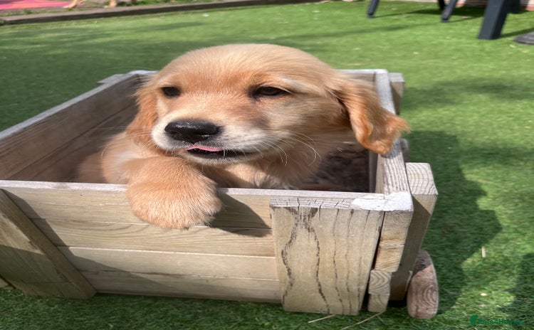 Golden Retriever dogs - Advert 14