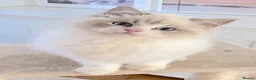 Ragdoll cats for sale: READY NOW *** GCCF REGISTERED RAGDOLL KITTENS - Advert 18