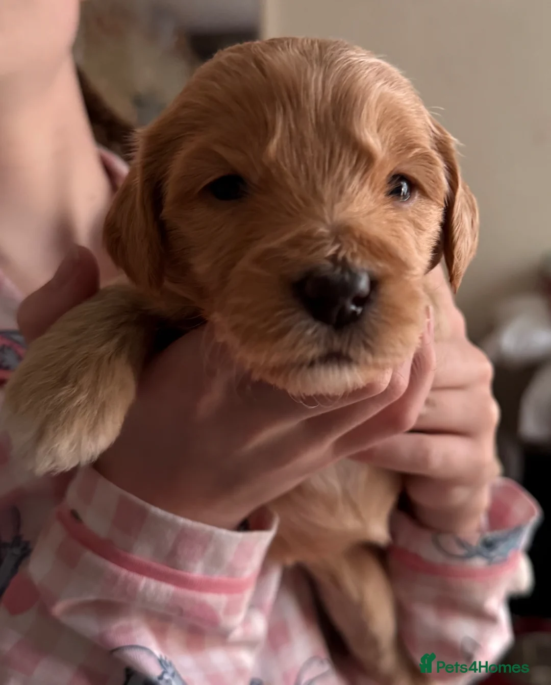 Mixed Breed dogs for sale: Australian Labradoodle puppies born 27th March  - Advert 2