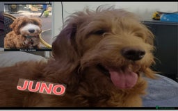 Mixed Breed dogs for sale: Stunning Red&White Doodle-Trained - Image 2
