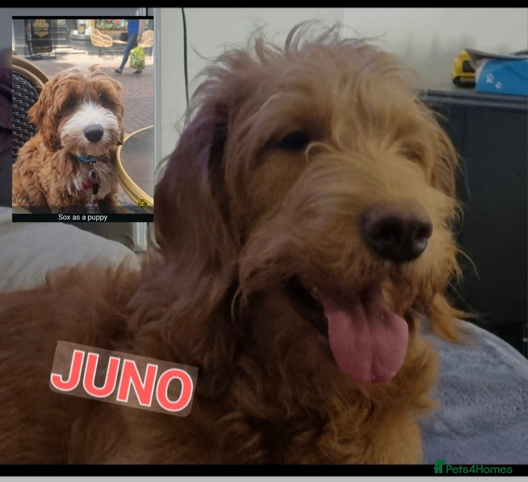 Mixed Breed dogs for sale: Stunning Red&White Doodle-Trained - Image 2
