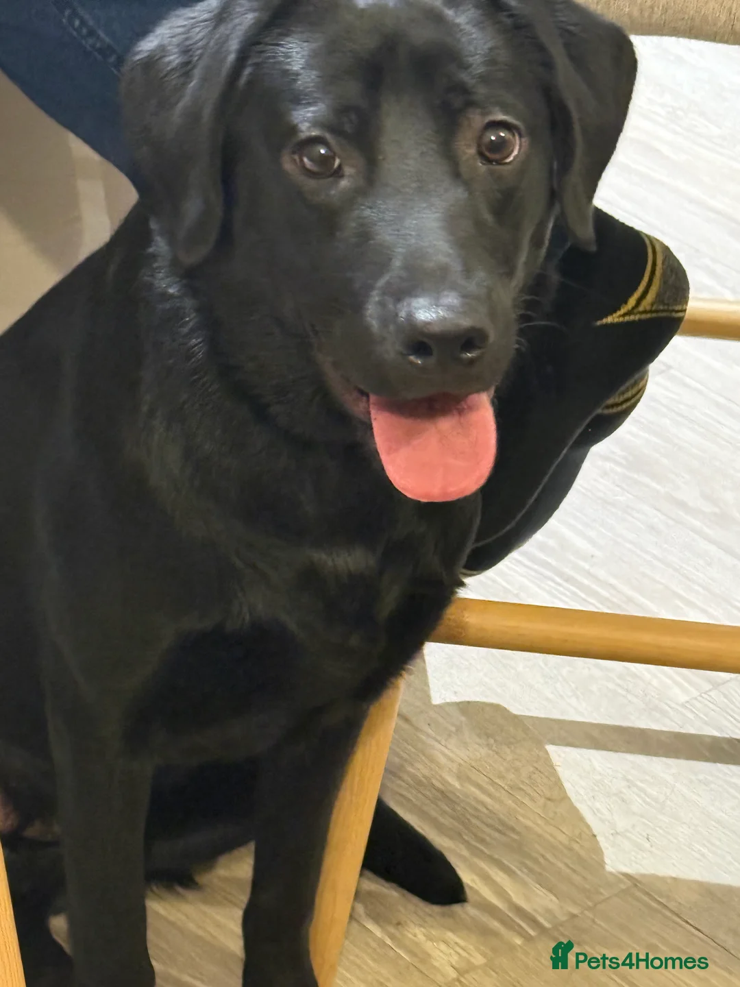 Labrador Retriever dogs for sale: Beautiful black Labrador Pup - Advert 2