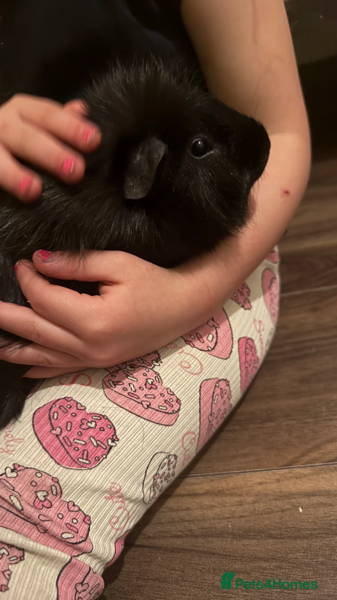 Guinea Pig rodents for sale: Guinea pig with cage  in Coventry - Advert 2