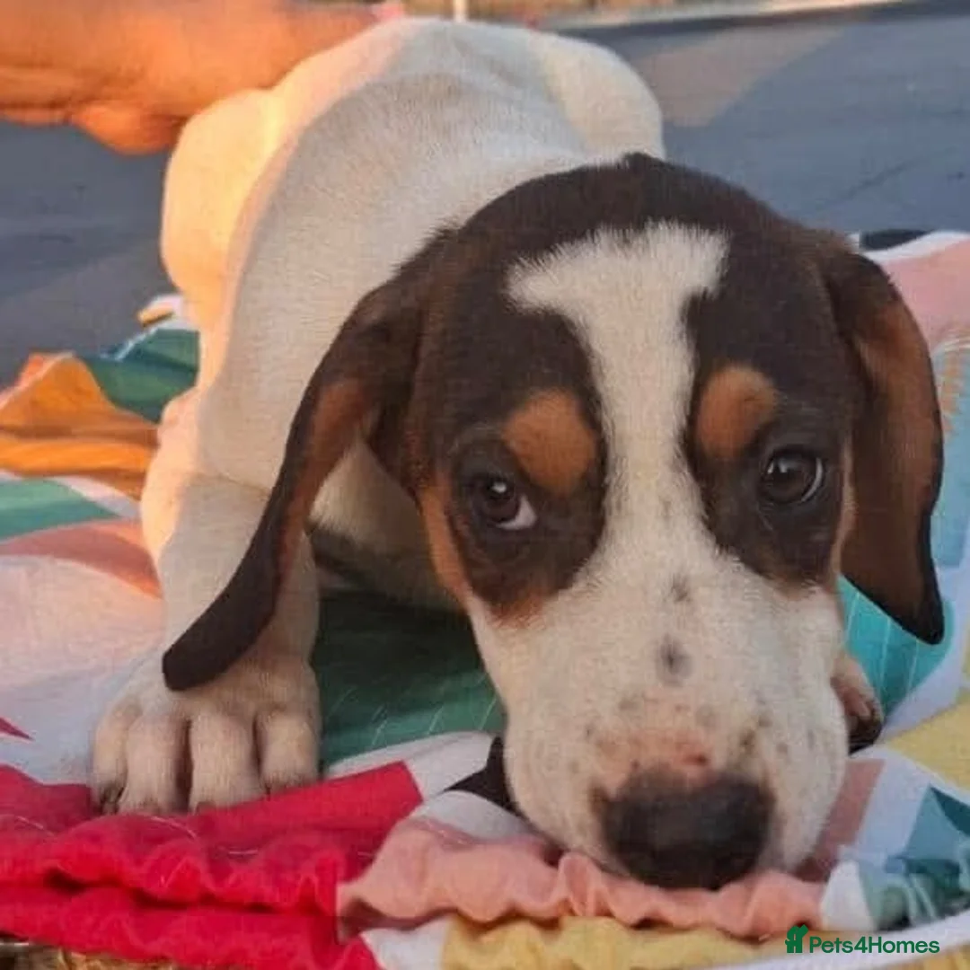 Mixed Breed dogs for adoption: Looking for loving homes  - Advert 1