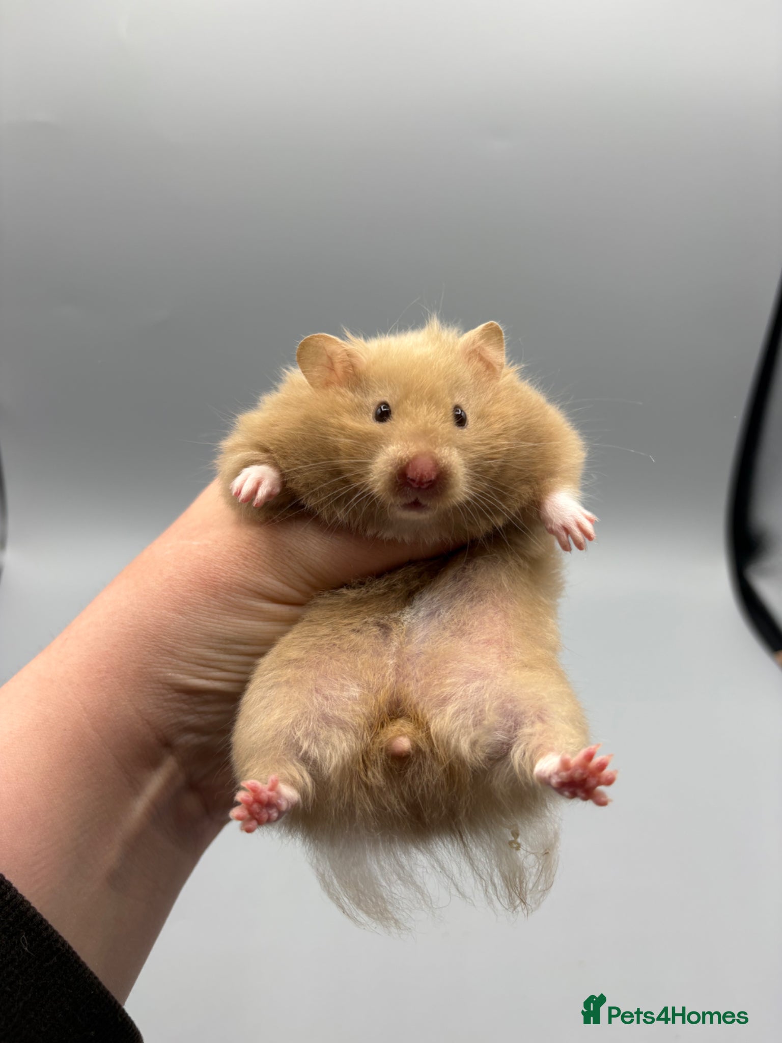 Hamster rodents Pedigree Syrian and dwarf hamsters - Advert 1