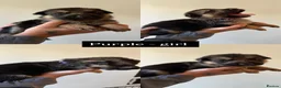 German Shepherd dogs for sale: German shepherd puppies in Sheffield - Advert 26
