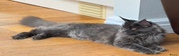 Maine Coon cats for sale: Female Blue  Mainecoon  - Advert 3