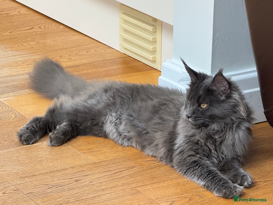 Maine Coon cats for sale: Female Blue  Mainecoon  - Advert 3