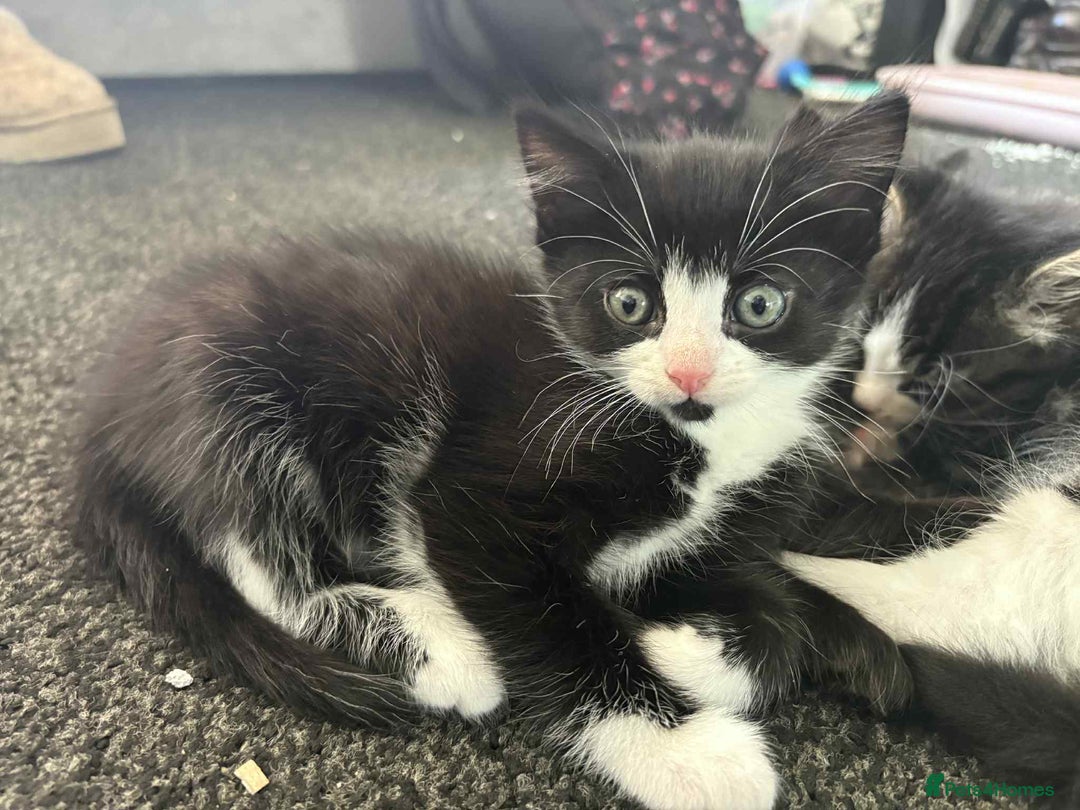 Mixed Breed cats for sale: Beautiful kittens for sale - Image 9