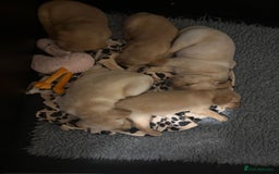 Labrador Retriever dogs for sale: Home bred working Labrador puppies - Image 29