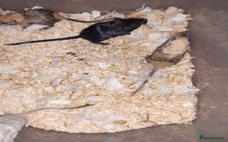 Gerbil rodents for sale: Super friendly gerbils from hobby breeder  - Image 21