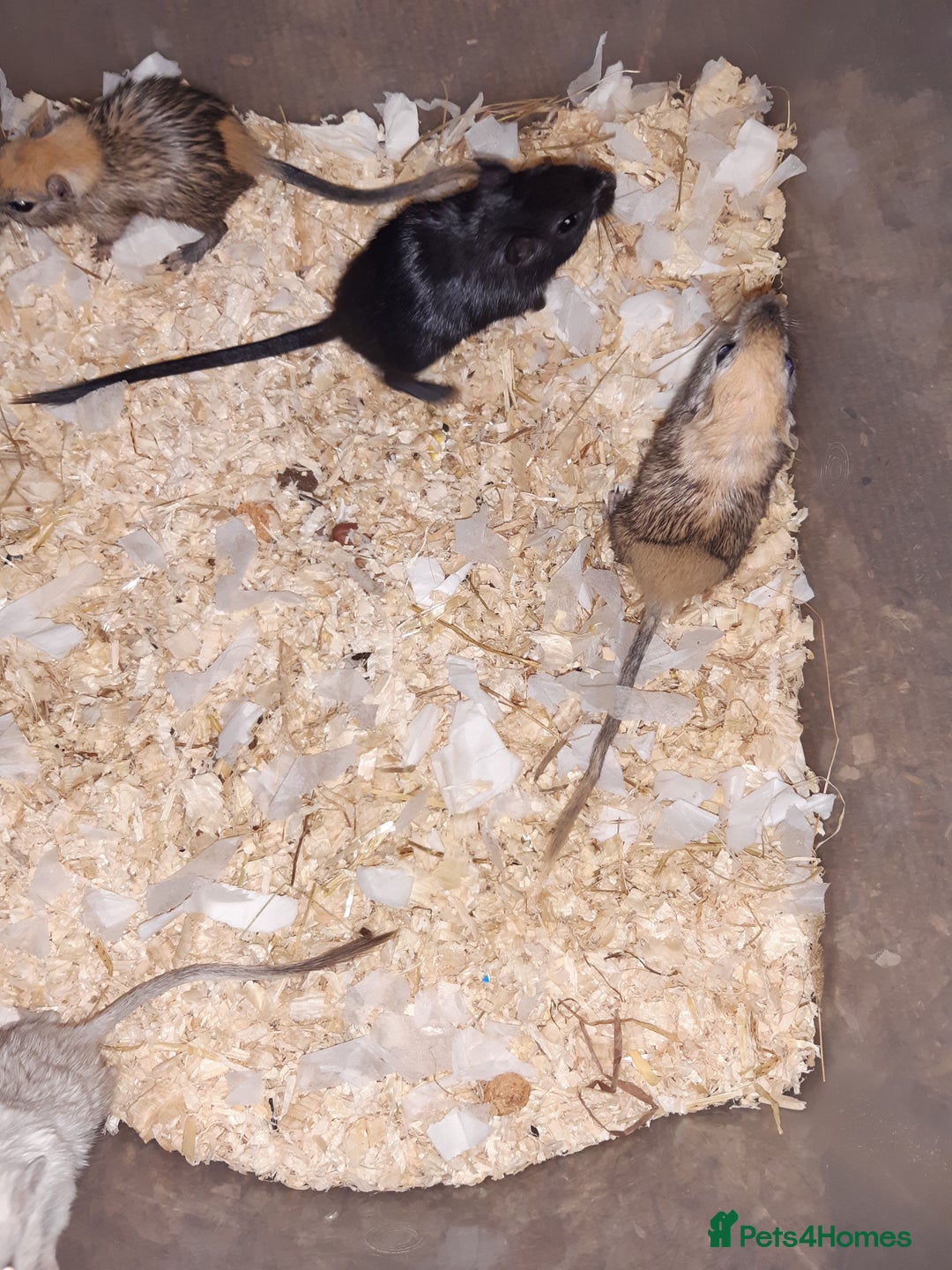 Gerbil rodents for sale: Super friendly gerbils from hobby breeder  - Image 21
