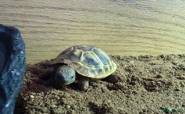 Hermann Tortoise reptiles - Advert 7