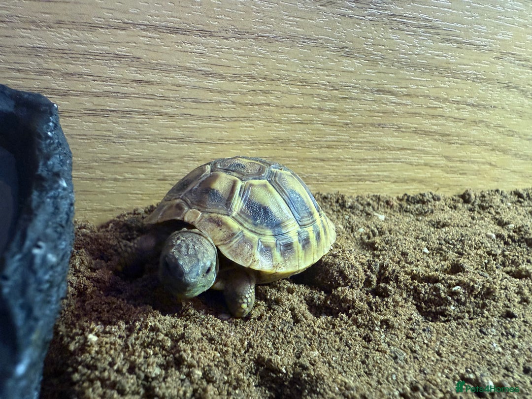 Hermann Tortoise reptiles for sale: 1 year old Hermann tortoise - Image 1