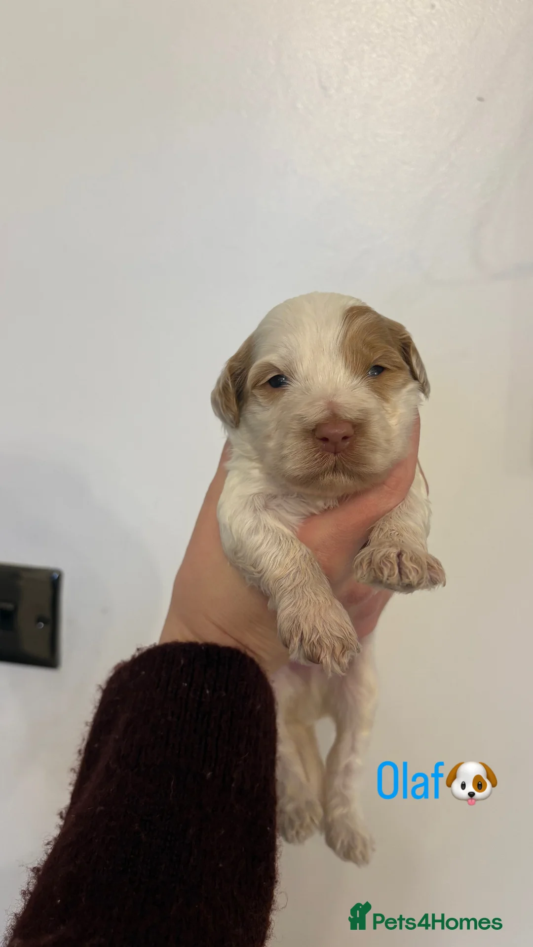 Cockapoo dogs for sale: 🐶🐾Cockapoo puppies🐶🐾 - Advert 15