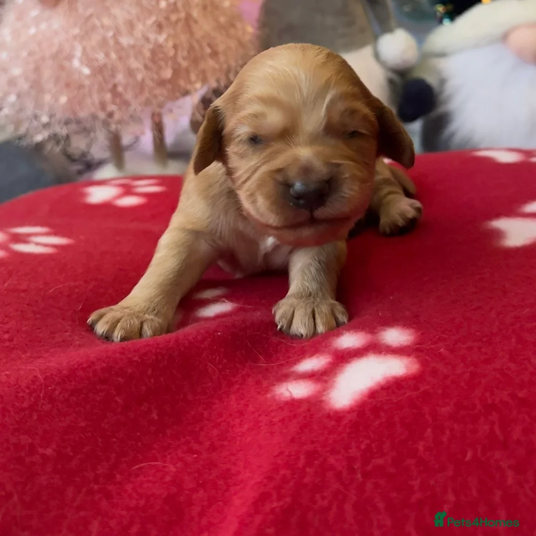 Cocker Spaniel dogs for sale:  Ready now!1 Boy left! KC Working Cocker Spaniels  - Advert 16