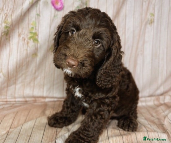 Cockapoo dogs Beautiful F1 Cockapoo Boy 👑 - Advert 2