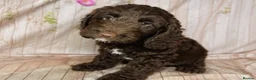 Cockapoo dogs for sale: Beautiful F1 Cockapoo Boy 👑 in Bristol - Advert 2