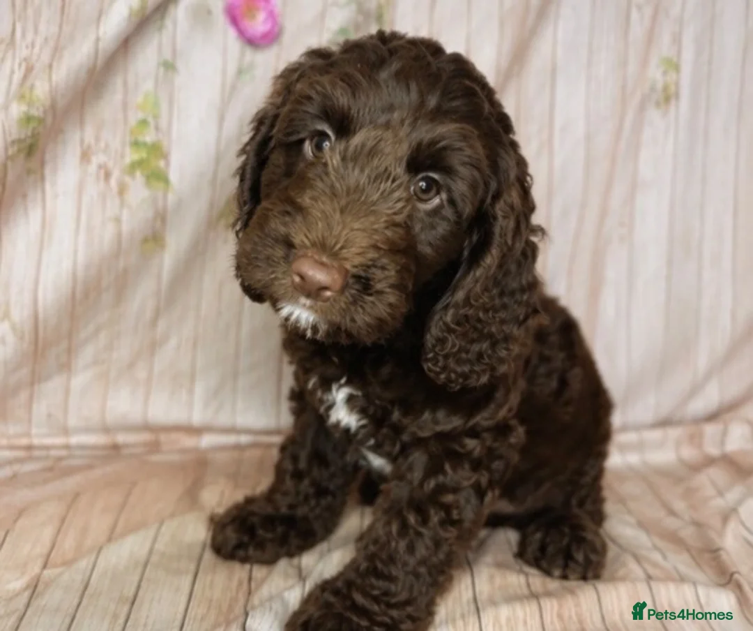 Cockapoo dogs for sale: Beautiful F1 Cockapoo Boy 👑 in Bristol - Advert 2