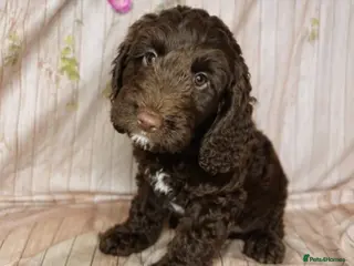 Cockapoo dogs Beautiful F1 Cockapoo Boy 👑 - Advert 2