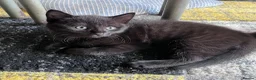 Mixed Breed cats for sale: Adorable Kittens Ready for Their New Hom - Advert 10