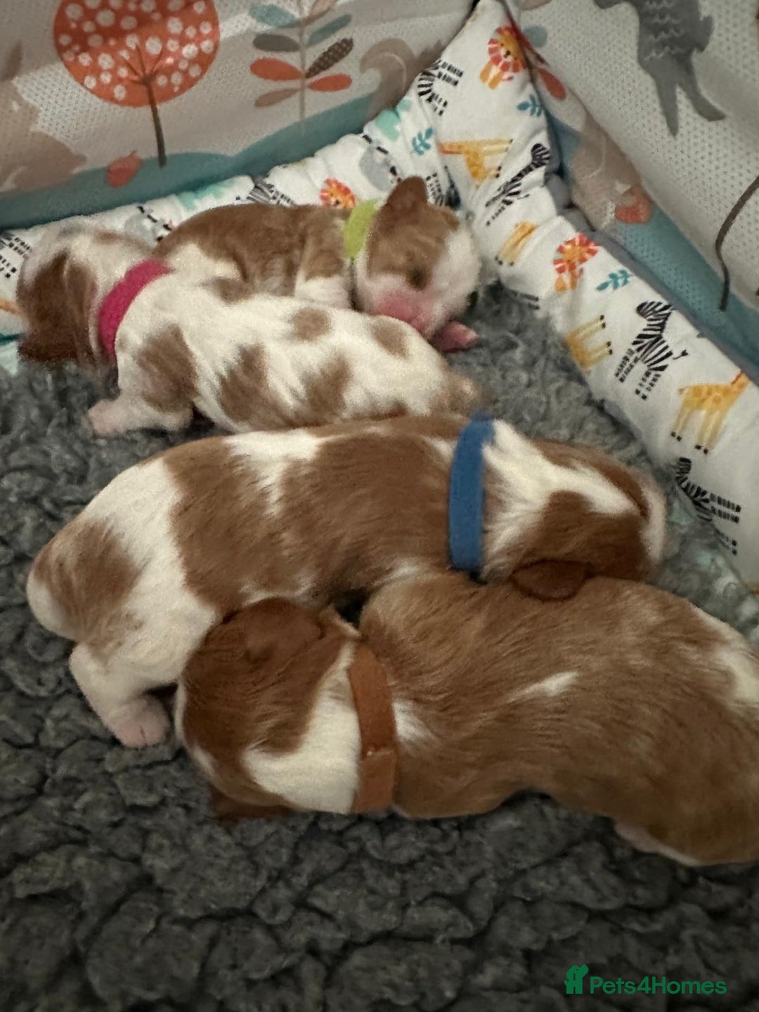Cavalier King Charles Spaniel dogs for sale: Fully Health Tested Male CKCS Puppies - Image 33