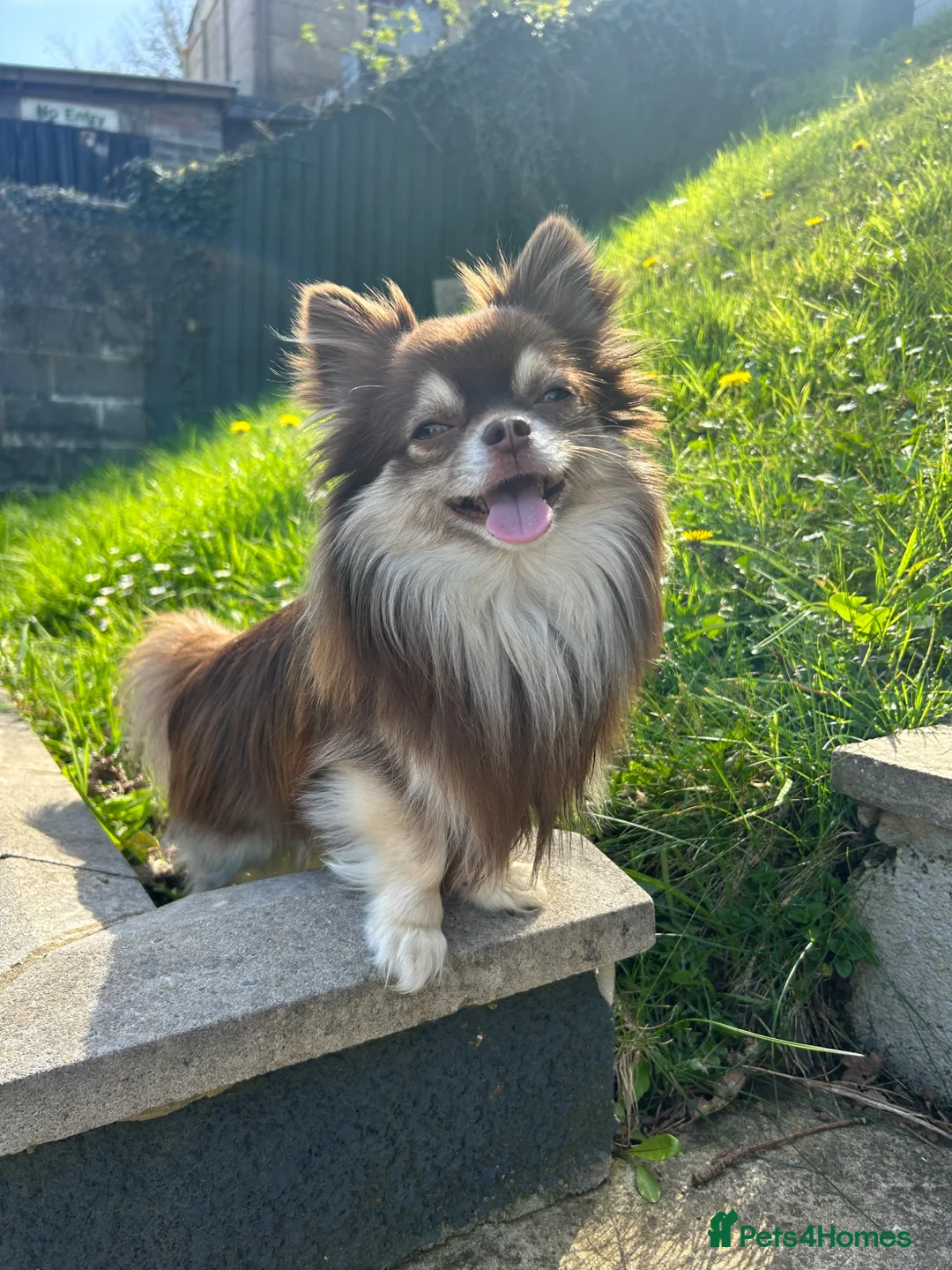 Chihuahua dogs for stud: Long hair chihuahua boy Proven Stud - Advert 8