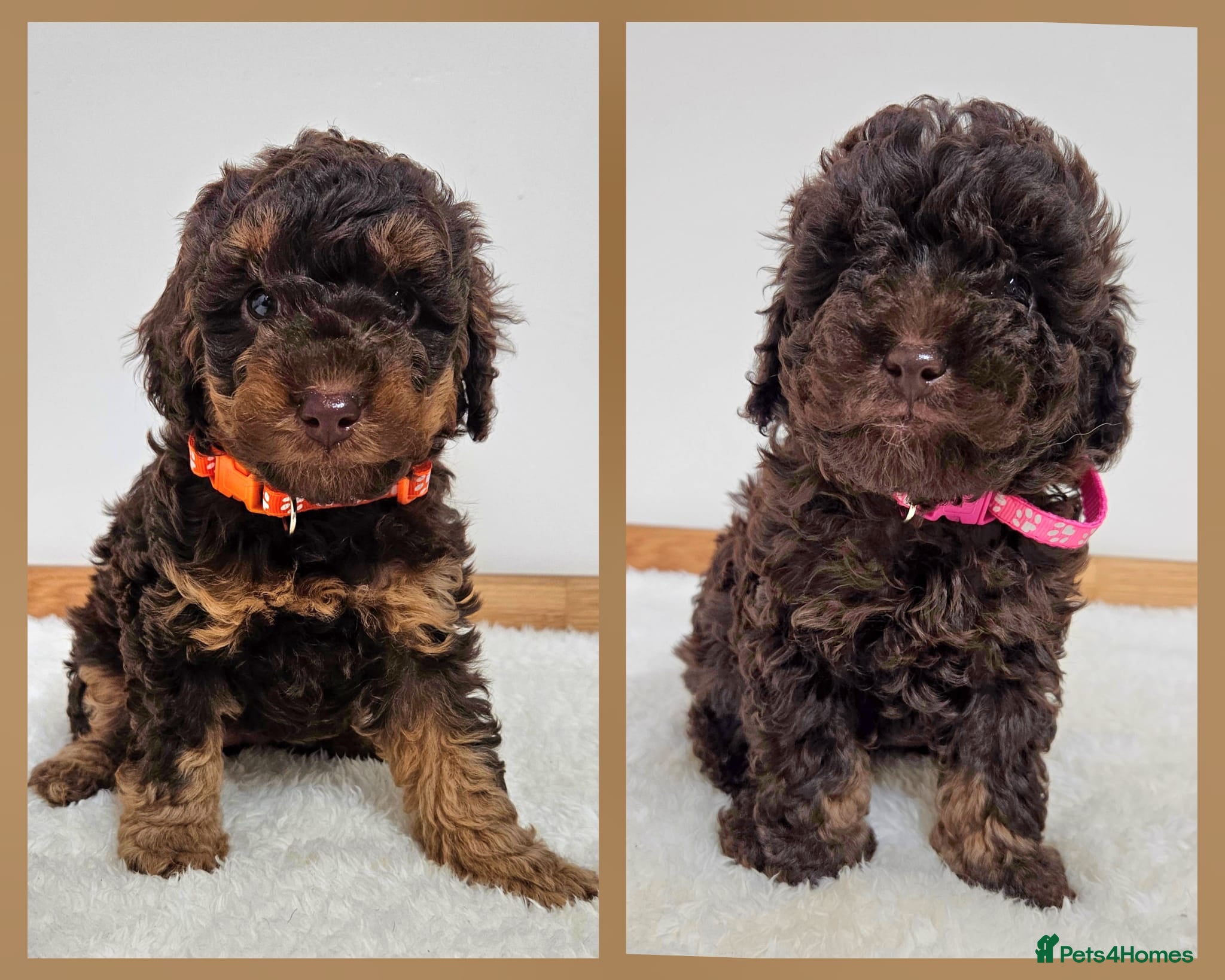 Toy Poodle dogs Beautiful Toy Poodle Puppies - Advert 16