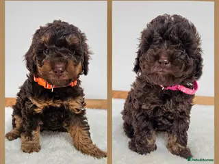 Toy Poodle dogs Beautiful Toy Poodle Puppies - Advert 16