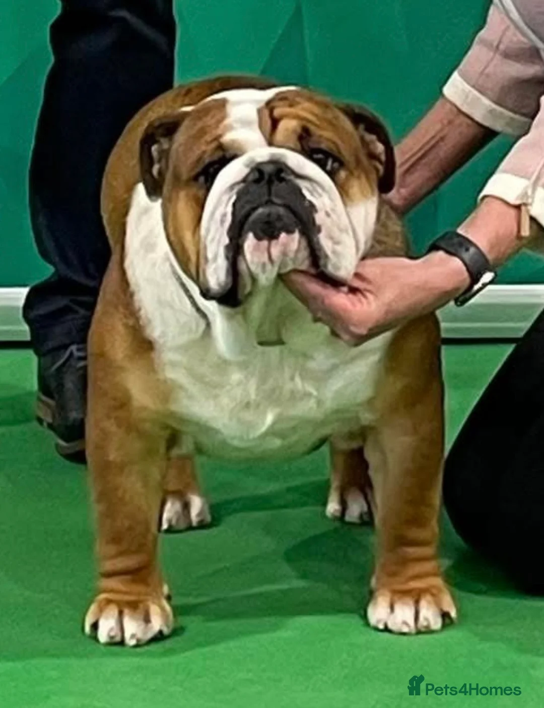 English Bulldog dogs for sale: Champion Sired KC Bulldog Puppies in Manchester - Advert 2