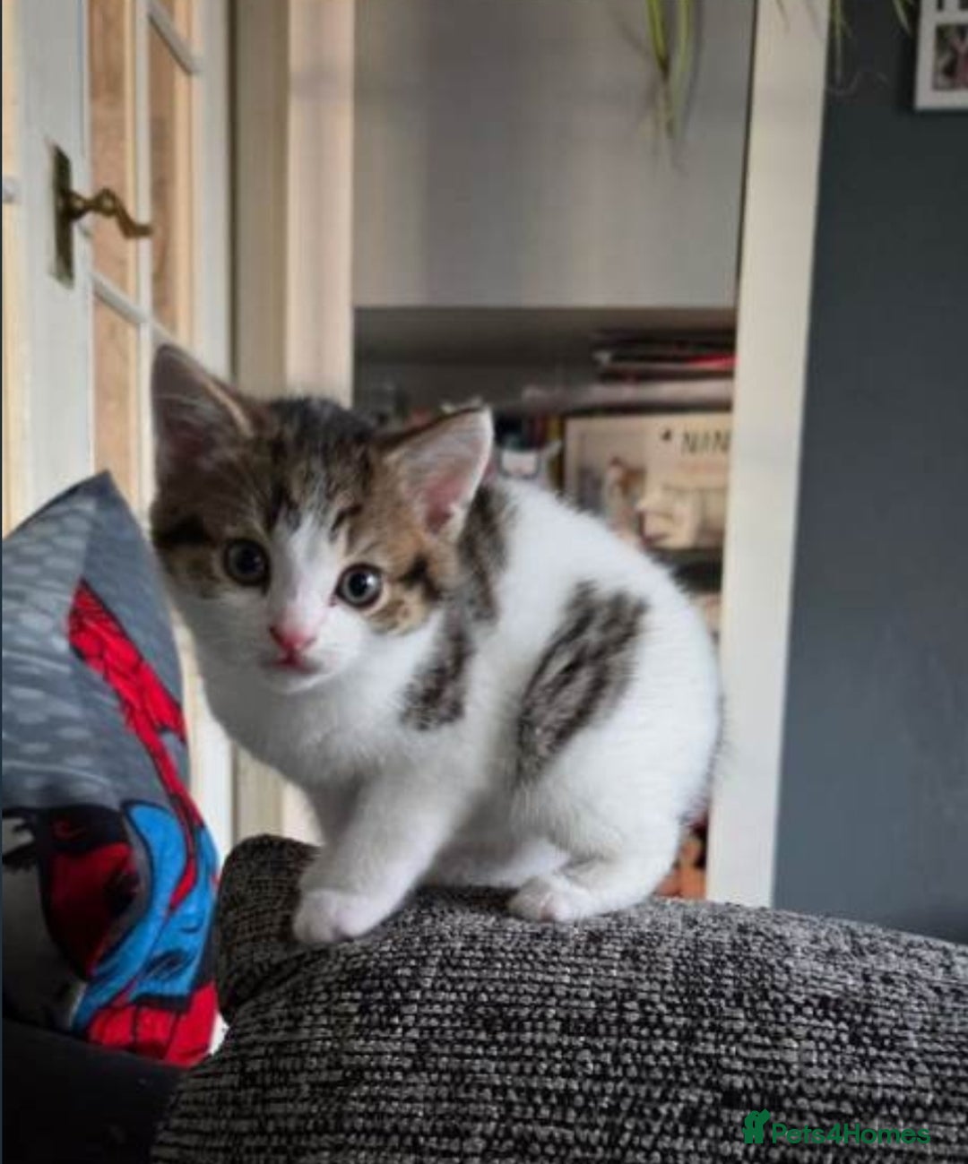Mixed Breed cats for sale: Kittens ready now 🎁  - Advert 4