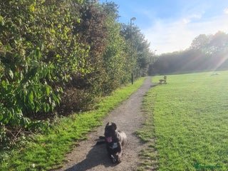 Cane Corso dogs - Advert 9