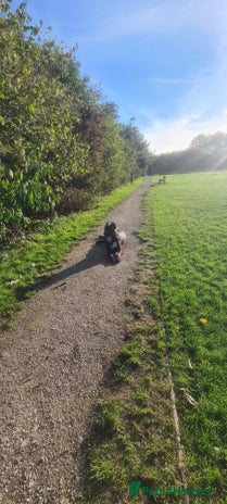 Cane Corso dogs - Advert 5