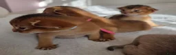 Abyssinian cats for sale: Beautiful Abyssinian Kittens – TICA Registered 🐾 - Advert 13