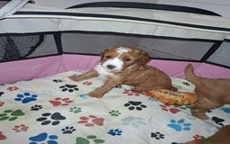 Mixed Breed dogs for sale: Cavapoo puppies  - Image 10