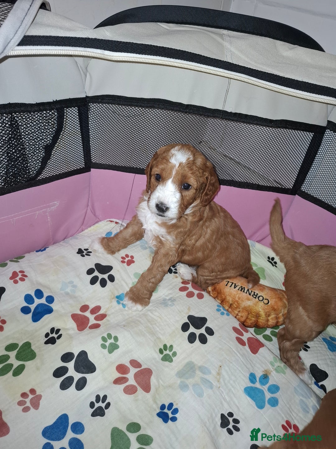 Mixed Breed dogs for sale: Cavapoo puppies  - Image 10