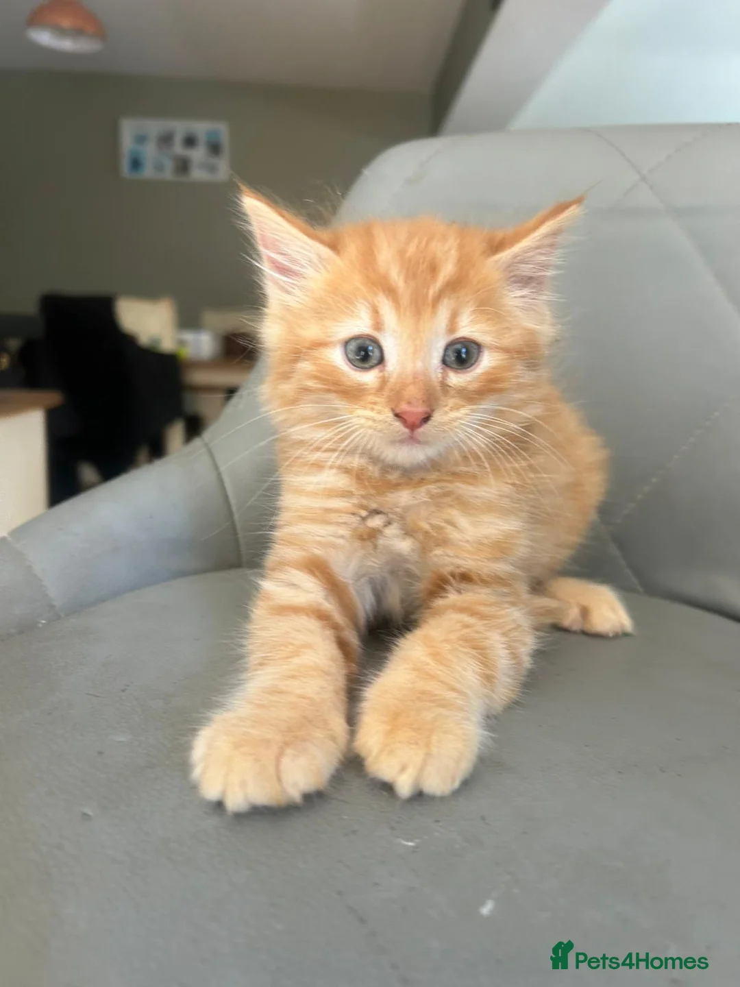 Mixed Breed cats for sale: Adorable kittens looking for forever homes - Advert 2