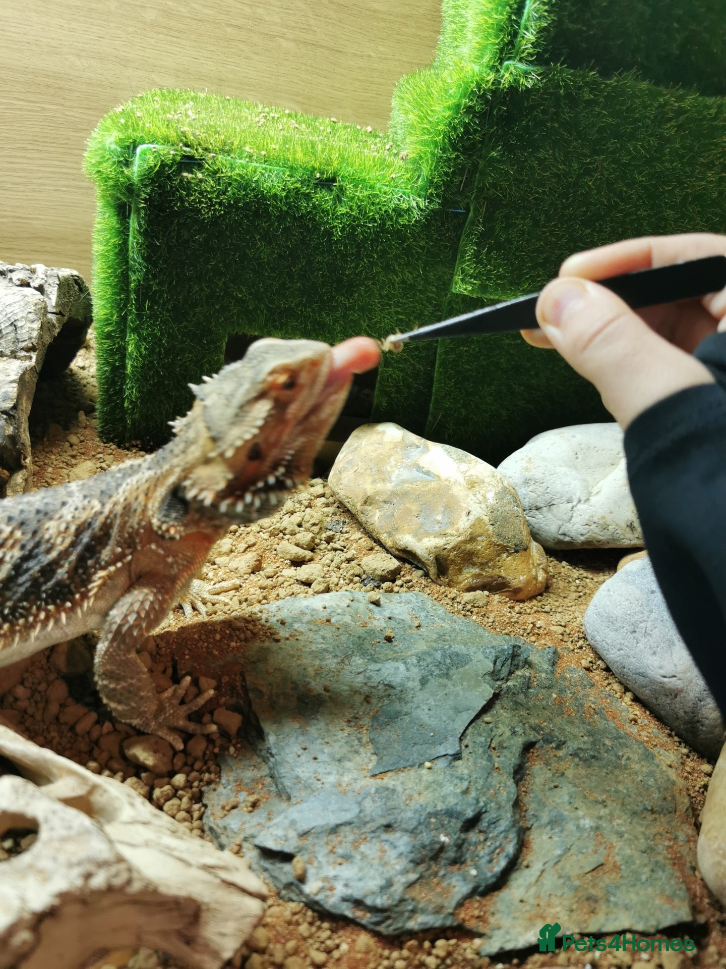 Bearded Dragon reptiles Leather back bearded dragon - Advert 1
