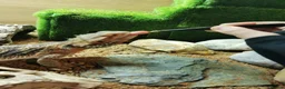 Bearded Dragon reptiles for sale: Leather back bearded dragon in Ashford - Advert 1