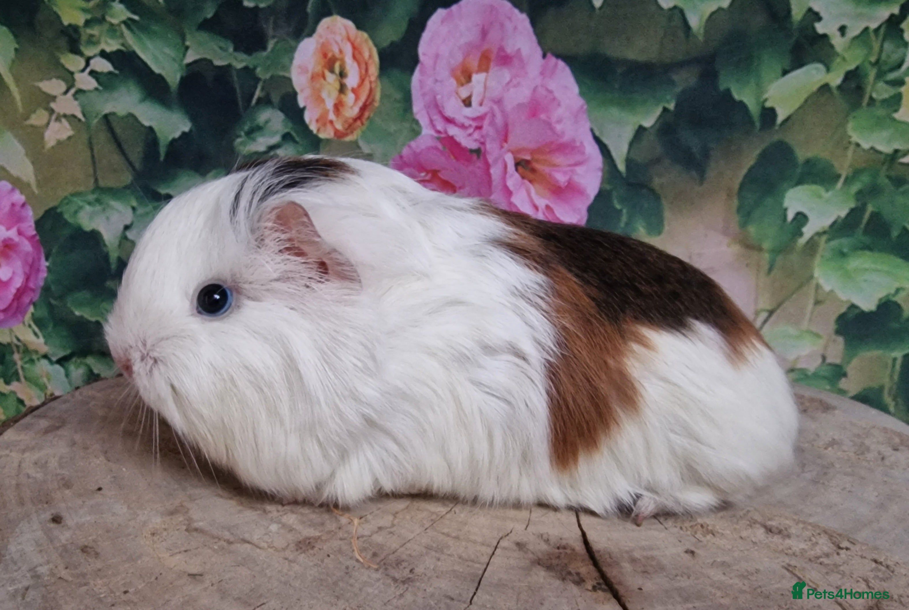 Guinea Pig rodents Mixed Guinea pigs available - Advert 15