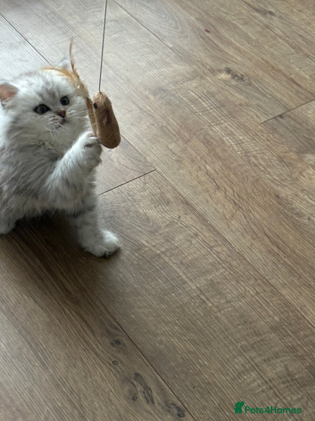 British Longhair cats for sale: Stunning fluffy Maine coon x british longhair  - Image 35