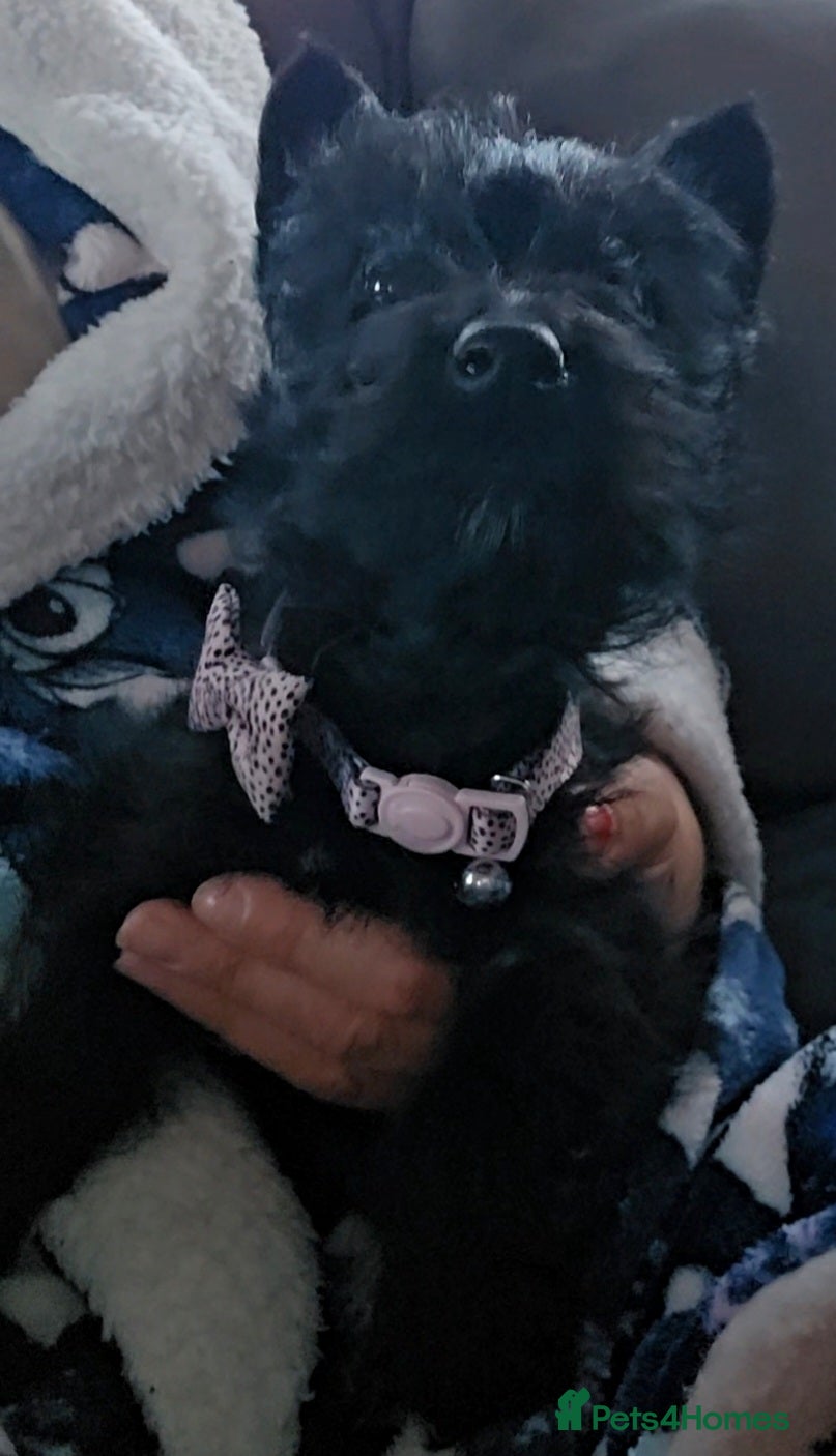 Scottish Terrier dogs Scottie girl - Advert 1