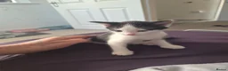 Mixed Breed cats for sale: 8 week old beautiful kittens in Didcot - Advert 10