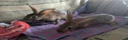 Belgian Hares rabbits for sale: Ready to leave on the 21st of July  in Aberdare - Advert 3